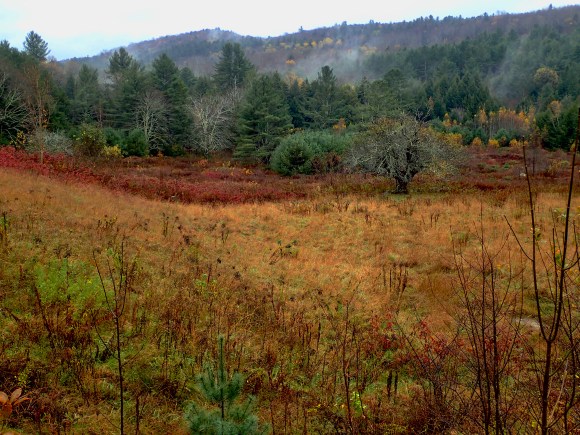 Website cover shot landscape image