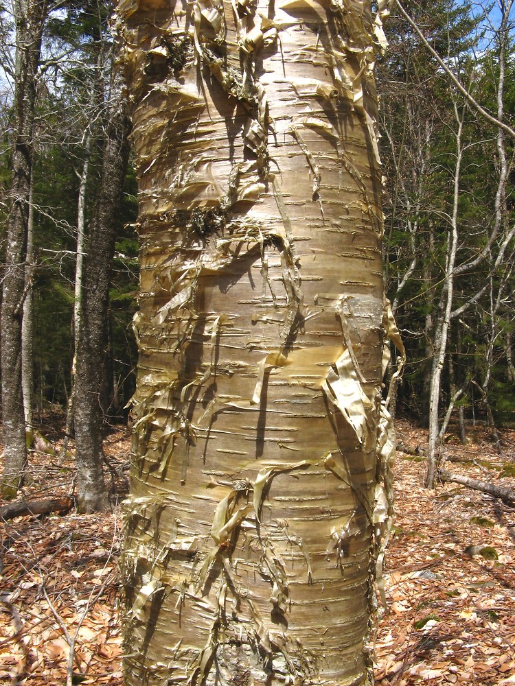 Swamp Birch (Betula pumila) - 
