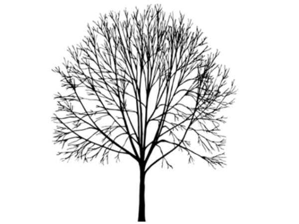 Plainfield Tree Planting Guide