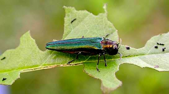 Emerald Ash Borer