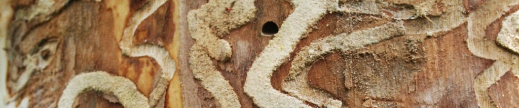 Picture of bark-less ash tree which shows Emerald Ash Borer larvae tunnels and holes